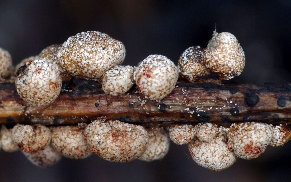 Sconosciuto myxo nivicolous da Olympos